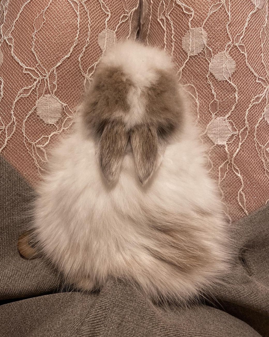 Fluffy rabbit seen from behind, ears and round back visible
